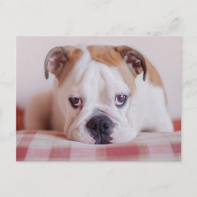 Shy English Bulldog Puppy Postcard (Front)