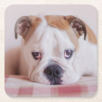 Shy English Bulldog Puppy
