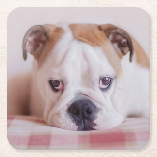 Shy English Bulldog Puppy Square Paper Coaster