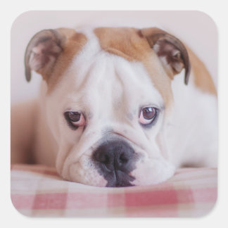 Shy English Bulldog Puppy Square Sticker