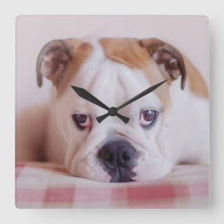 Shy English Bulldog Puppy Square Wall Clock