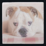 Shy English Bulldog Puppy Stone Coaster<br><div class="desc">English Bulldog Puppy on carpet</div>