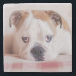 Shy English Bulldog Puppy Stone Coaster<br><div class="desc">English Bulldog Puppy on carpet</div>