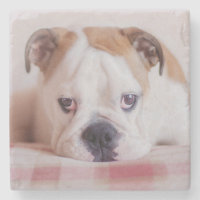Shy English Bulldog Puppy