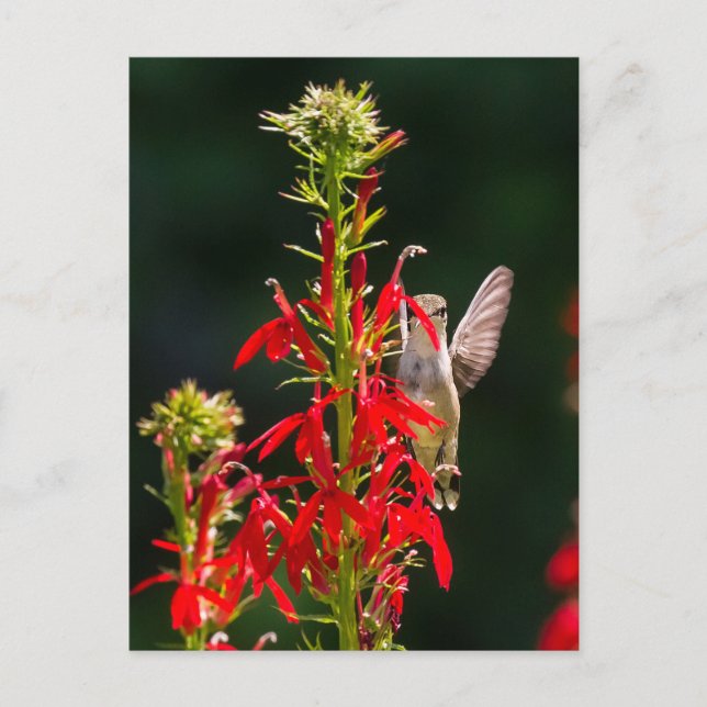 Shy Hummingbird Postcard (Front)