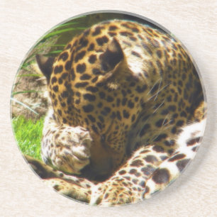 Shy Leopard Coaster