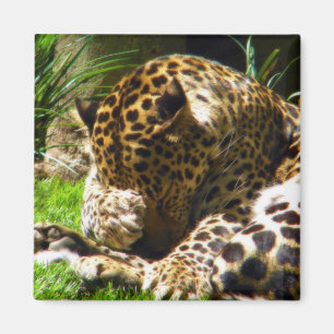 Shy Leopard Magnet