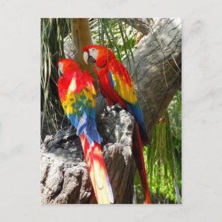 SHY PARROTS POSTCARD