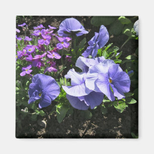Shy Purple Pansies Magnet