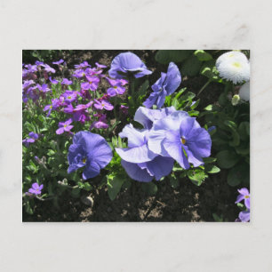 Shy Purple Pansies Postcard