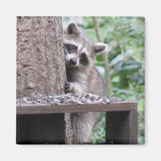 Shy Racoon Magnet