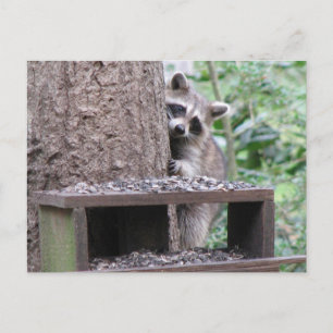 Shy Racoon Postcard