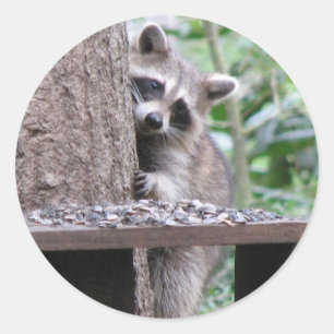 Shy Racoon Sticker