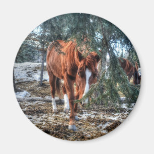 Shy Sorrel Mare and Branches Horse-lover Gift Magnet