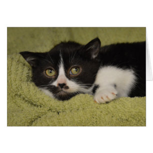 Shy Tuxedo Kitten