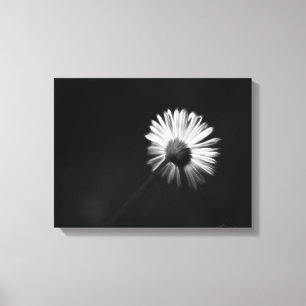 shy white daisy canvas print