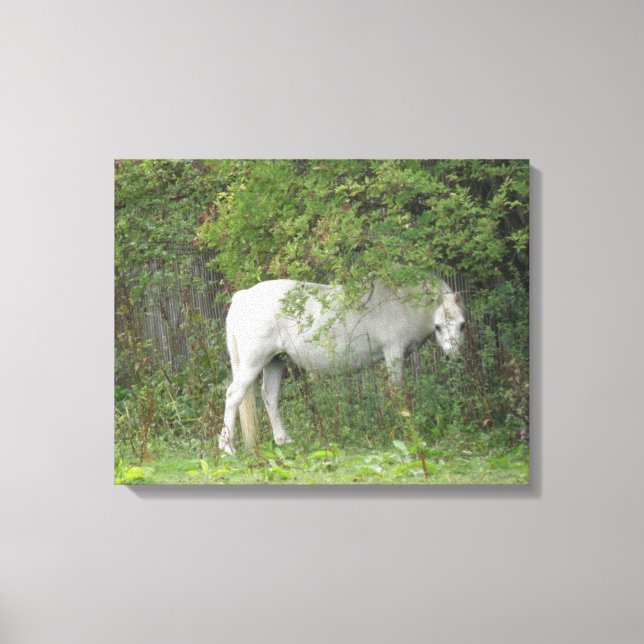 Shy White Horse Canvas Print (Front)