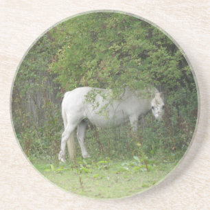 Shy White Horse Coasters