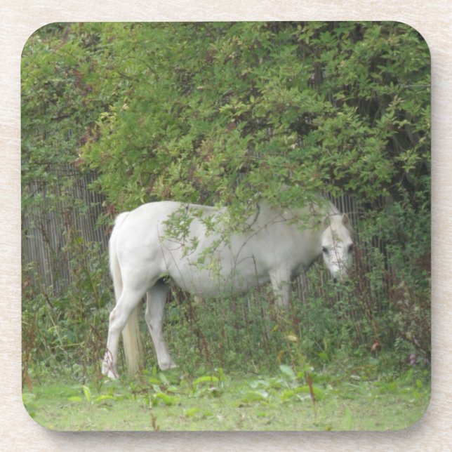 Shy White Horse Cork Coaster (Front)