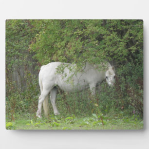 Shy White Horse Plaque