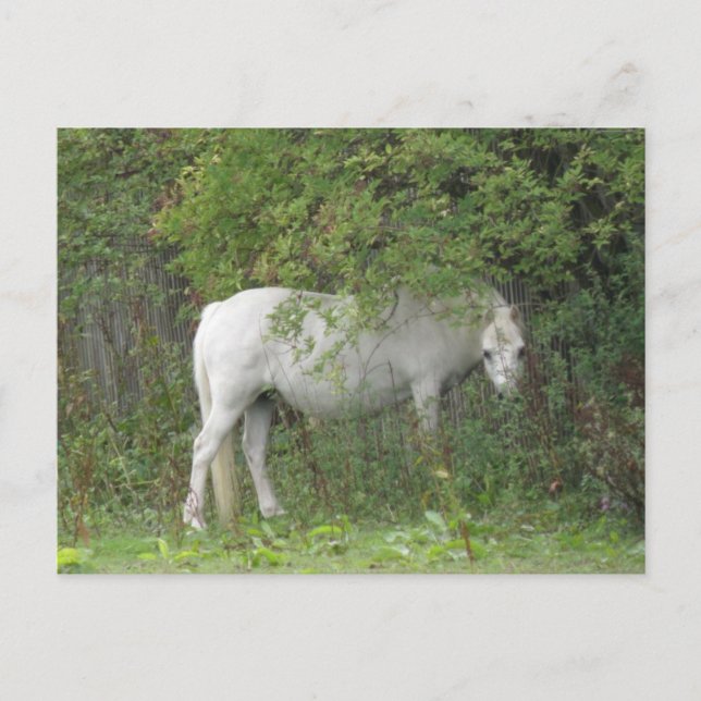 Shy White Horse Postcard (Front)