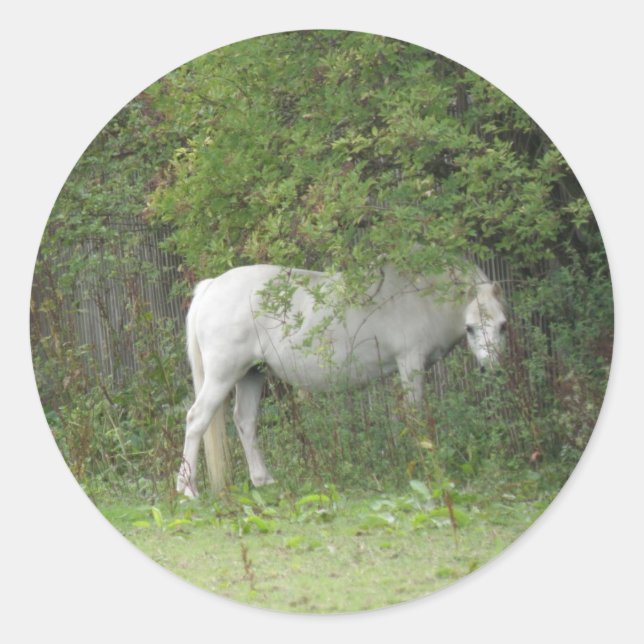 Shy White Horse Sticker (Front)