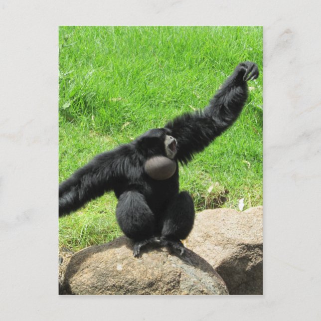 siamang wave postcard (Front)