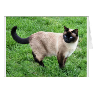 SIAMESE BEAUTY