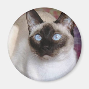 SIAMESE BEAUTY MAGNET