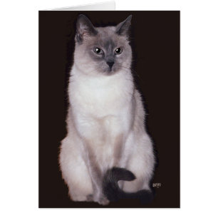 Siamese Cat