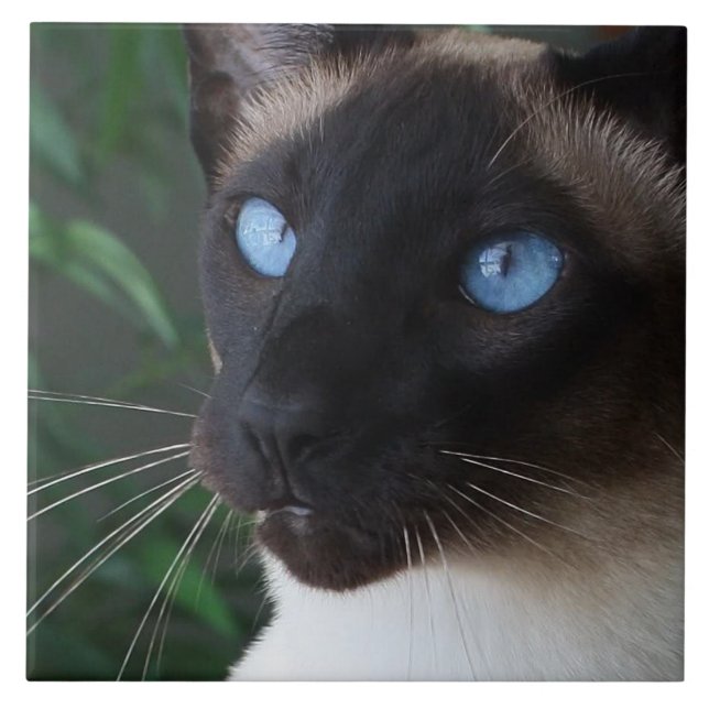 Siamese Cat Blue Eyes Tile (Front)