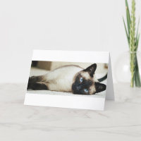 Siamese Cat