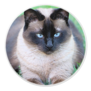 Siamese cat ceramic knob