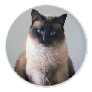 Siamese cat ceramic knob
