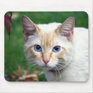 Siamese cat face mousepad
