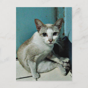 Siamese Cat Friend Postcard