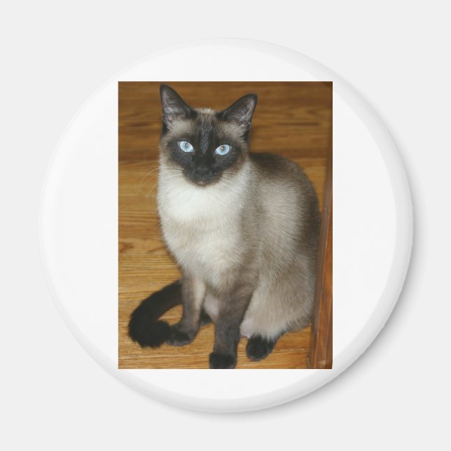 Siamese Cat Magnet (Front)