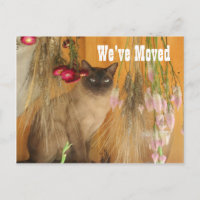 Siamese Cat New Address