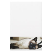 Siamese Cat Pet