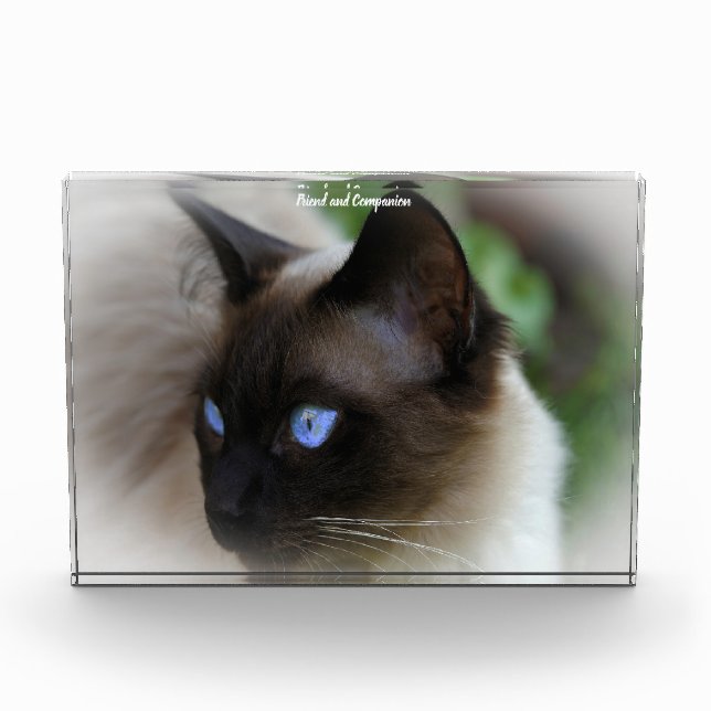 Siamese Cat Photo Block (Front)