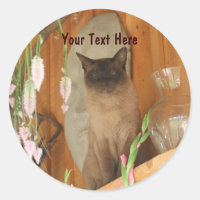 Siamese Cat Posing Animal Photography Sticker #1