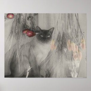 Siamese Cat Posing Partial Colour Poster