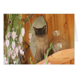 Siamese Cat Posing Photography Card #1