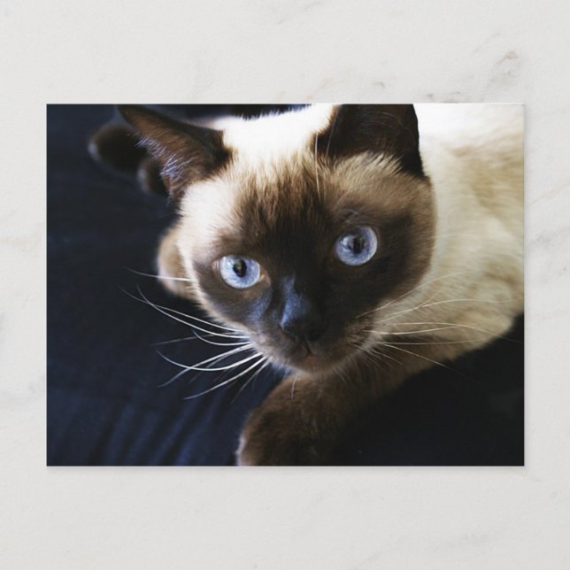 Siamese cat postcard (Front)