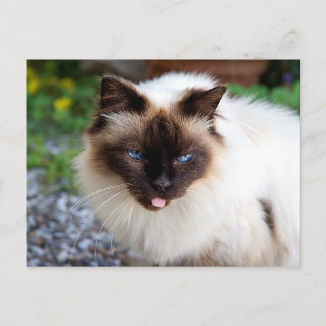 Siamese cat postcard (Front)