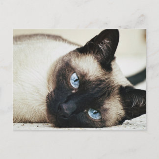 Siamese Cat Postcard