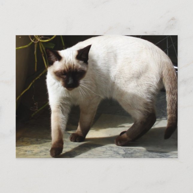 Siamese Cat Postcard (Front)