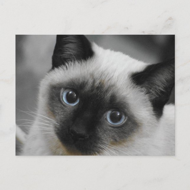 Siamese Cat Postcard (Front)