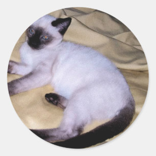Siamese cat sandstone animal art pet cute kitty classic round sticker