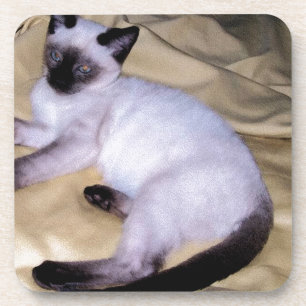 Siamese cat sandstone animal art pet cute kitty coaster